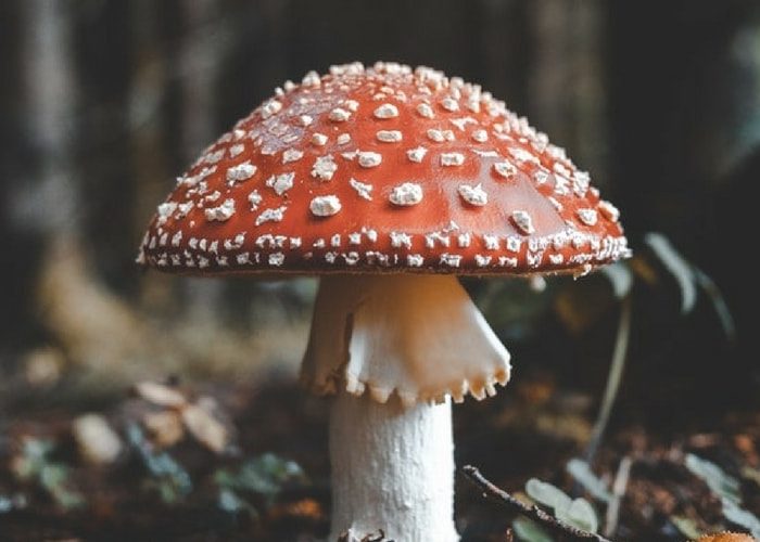 Entramos no mundo de Alice no País das Maravilhas